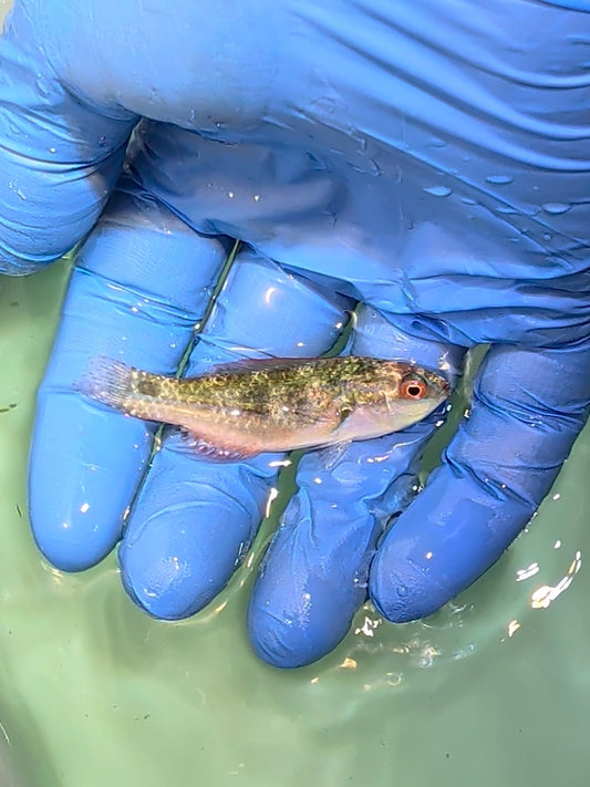 Solomon Exquisite Fairy Wrasse (Quarantined)
