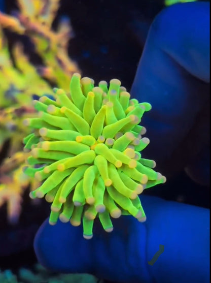 Malaysian Pink Tips Holy Grail Torch