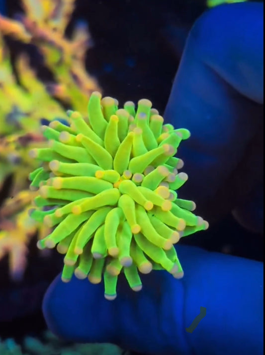 Malaysian Pink Tips Holy Grail Torch