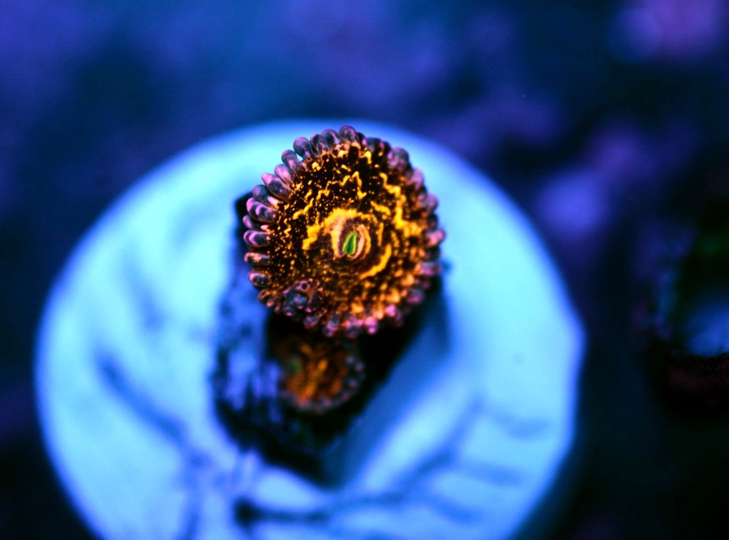 Stratosphere Zoa 2 heads (WYSIWYG)