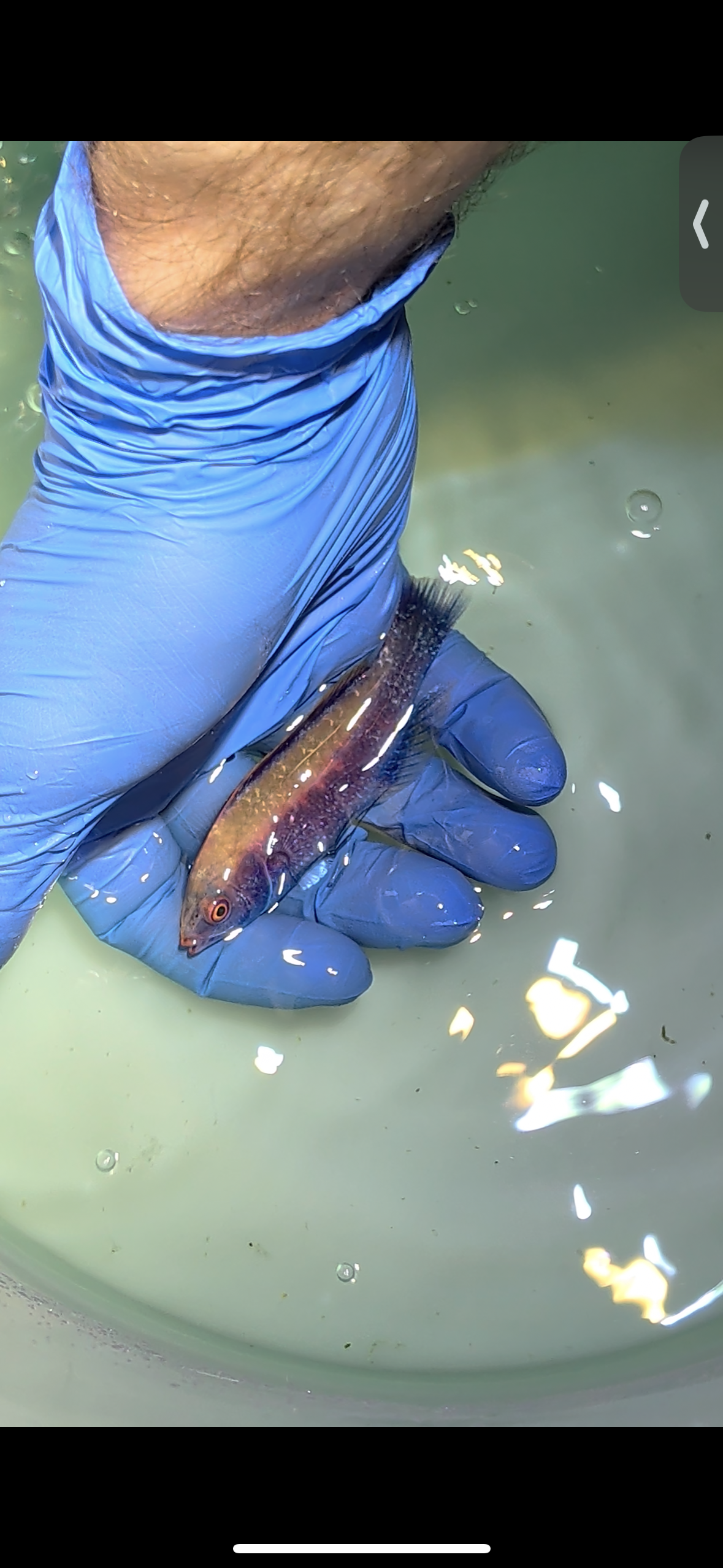 Beaus Fairy Wrasse (Quarantined)