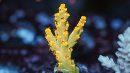 NAF - Golden Age of Speciosa Acropora (WYSIWYG)