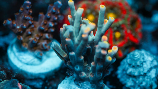 NAF - Piece of Cake Speciosa Acropora XL (WYSIWYG)