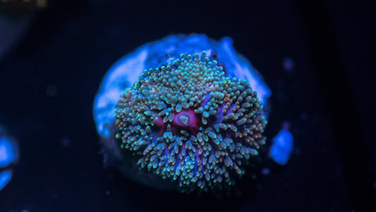 Rainbow Ricordea Florida Mushroom (WYSIWYG)