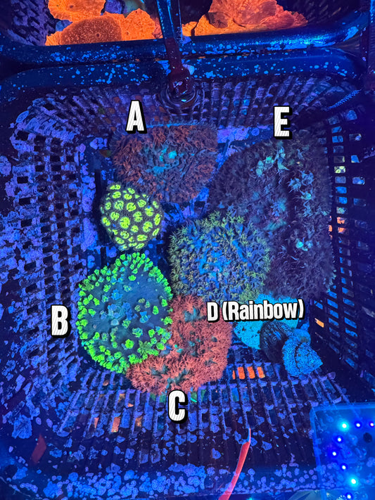 St. Thomas Mushroom (WYSIWYG)