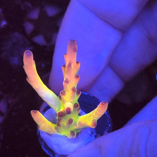 NAF - Helen Keller Lokani (WYSIWYG)