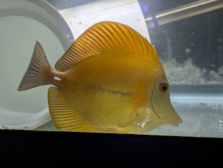 Yellow Scopas (Zebrasoma flavescens x Zebrasoma scopas)