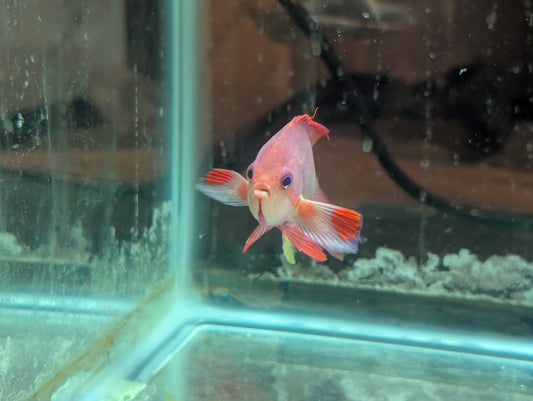 Lyretail Anthias, Male (Pseudanthias squamipinnis)