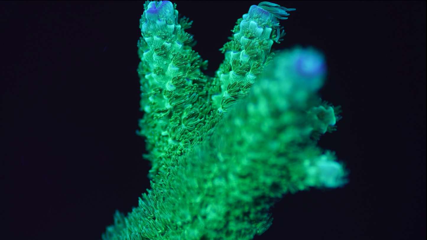 Bail Green Slimer Acropora