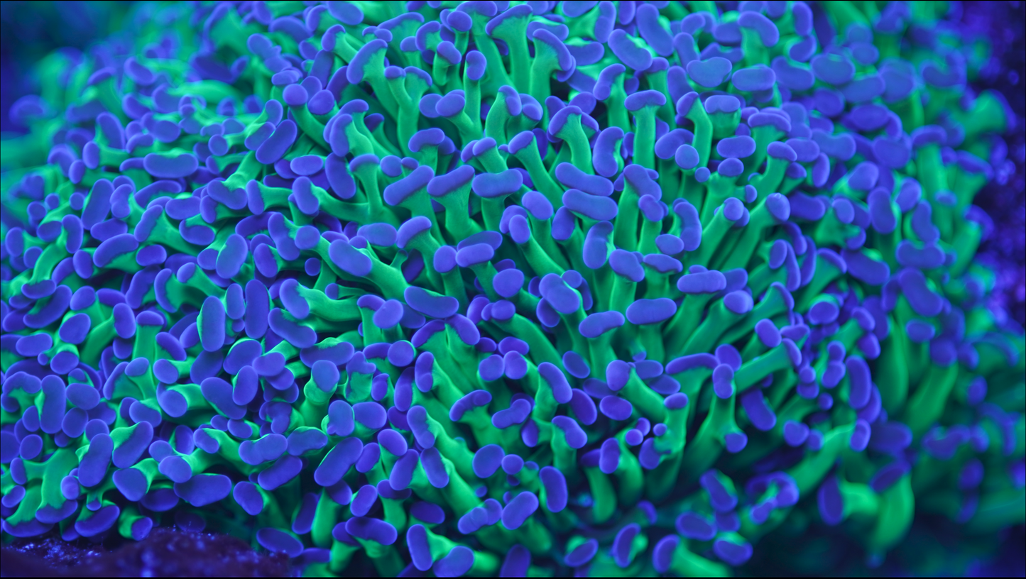 Purple Tip Frogspawn (WYSIWYG)