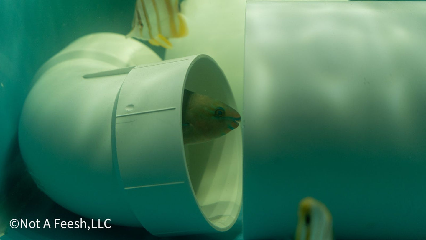 **Preorder** Quoyi Parrot