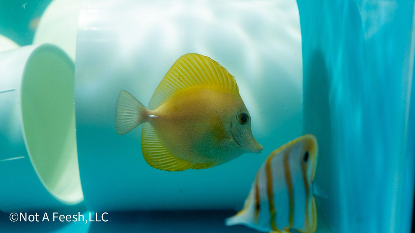 Hybrid Yellow x Scopas (WYSIWYG)