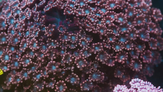 Blue Face Red Alveopora