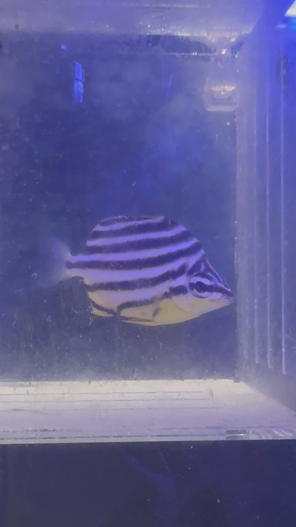 Stripey (Quarantined)