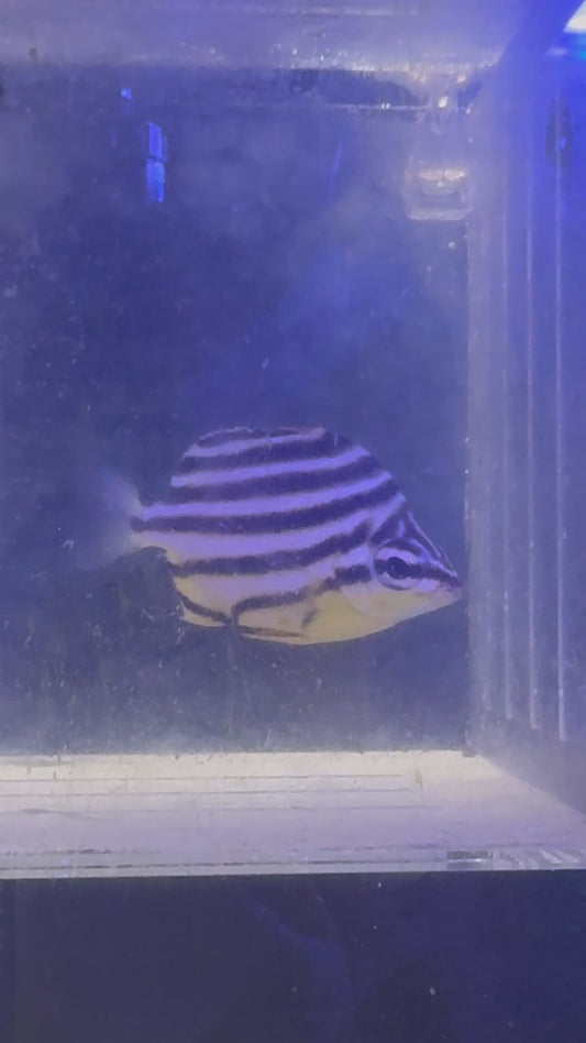 Stripey (Quarantined)