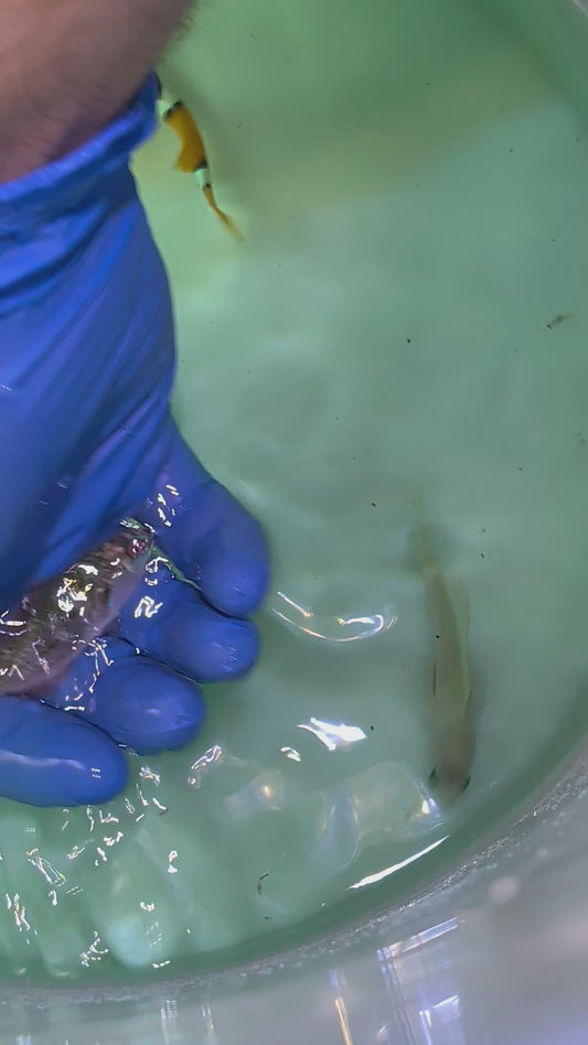Solomon Exquisite Fairy Wrasse (Quarantined)
