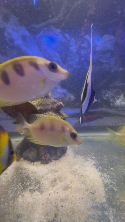 Quarantined Three Spot Rabbit fish (Siganus trispilos)**RARE**