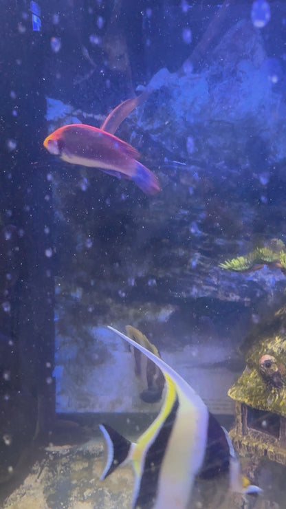 Solorensis Wrasse (Solon Fairy Wrasse) Quaratined