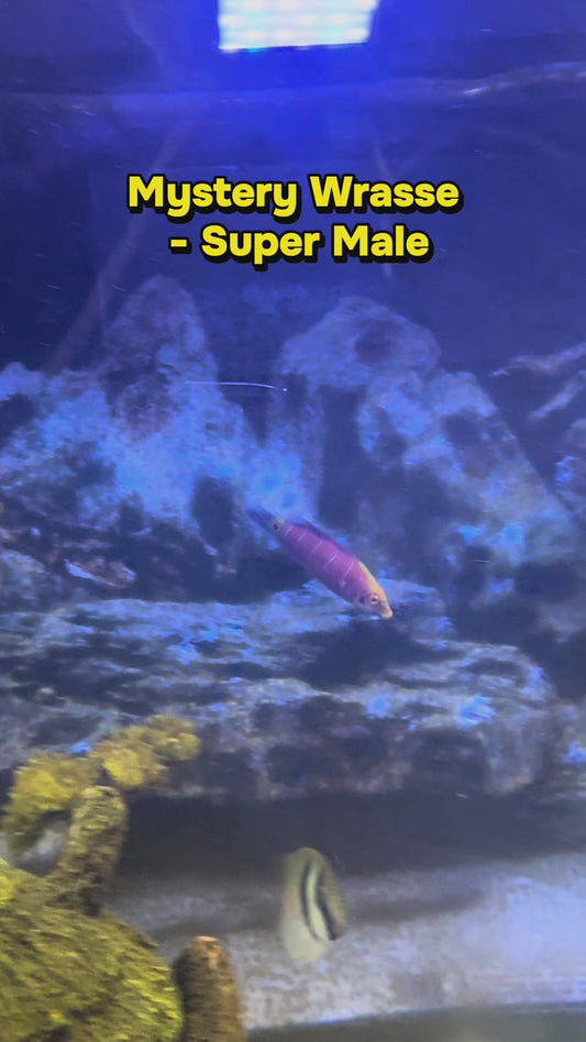 Mystery Wrasse - Super male(Quarantined)