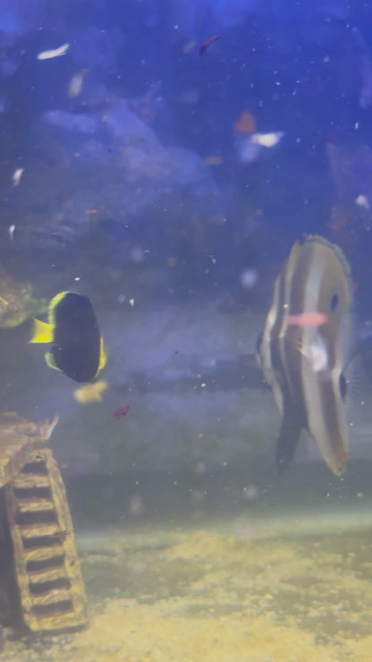 Quarantined Blueline Angel Fish - Juvenile