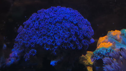 Blue Goni Colony (XL) (WYSIWYG)