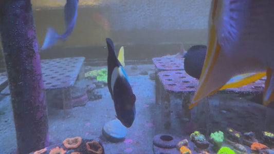 Quarantined False Personifer Angelfish **Mated Pair** - **RARE**