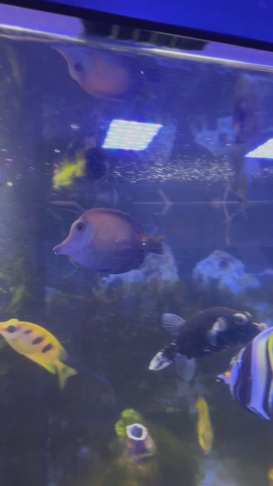 Scopas Tang