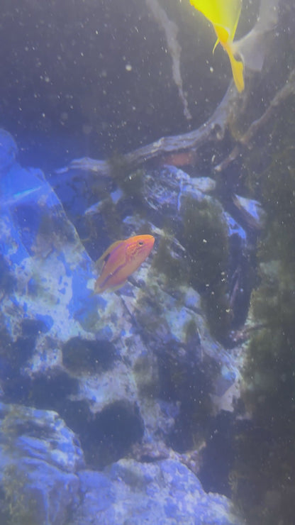 Quarantined Splendid Pintail Fairy Wrasse (Male)