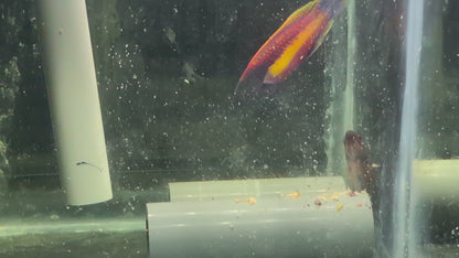 (Preorder) Randall’s Fairy Wrasse Pair