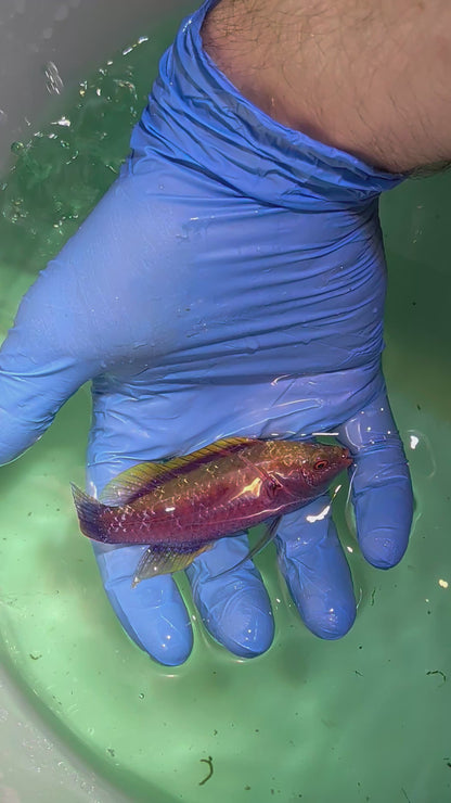 Beaus Fairy Wrasse (Quarantined)
