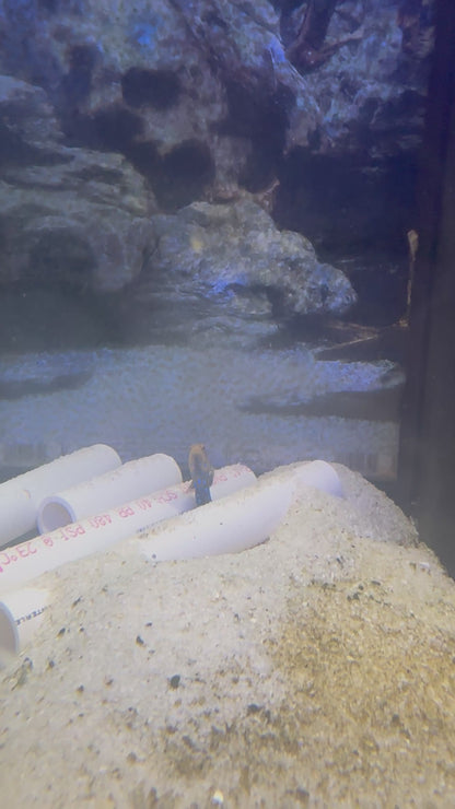 Bluespot Jawfish(Quarantined)
