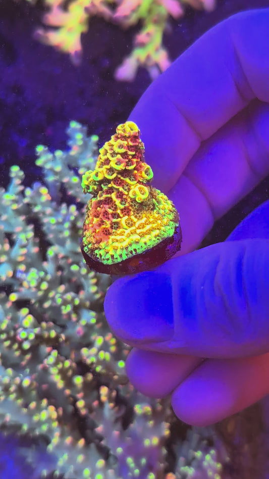 ARC Rainbow Splice (WYSIWYG)