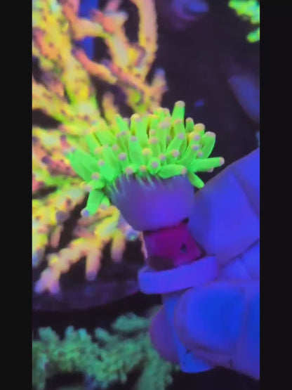 Malaysian Pink Tips Holy Grail Torch