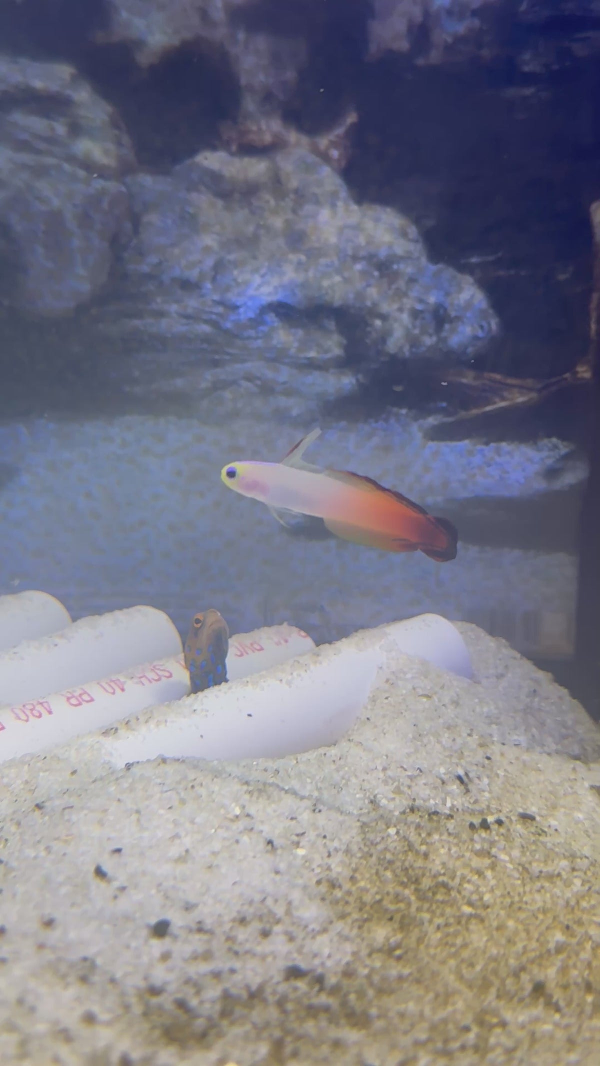 Dartfish(Quarantined)