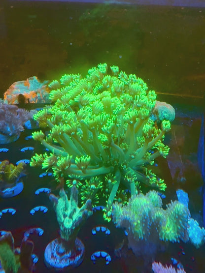 Golf Ball Goni Colony (WYSIWYG)