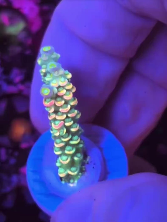 NAF Psilocybin Tenuis(WYSIWYG)