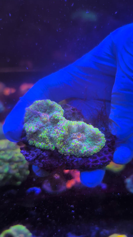 Rainbow Yuma Mushroom Rock