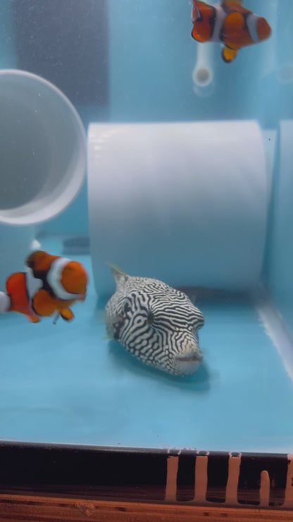 Quarantined Hybrid Xanthic Puffer fish (Mr. Puffy)