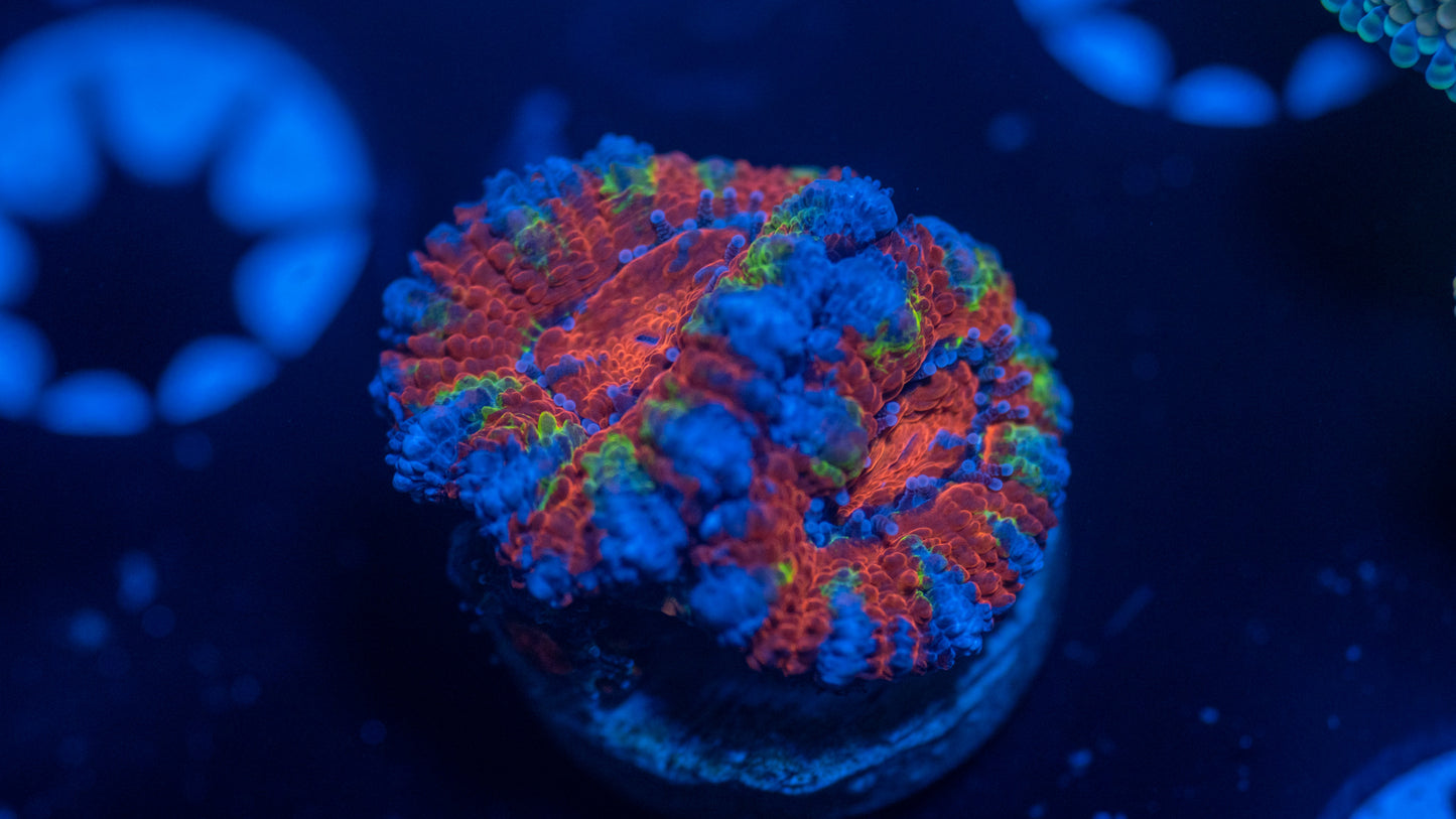 Rainbow Micromussa (WYSIWYG)